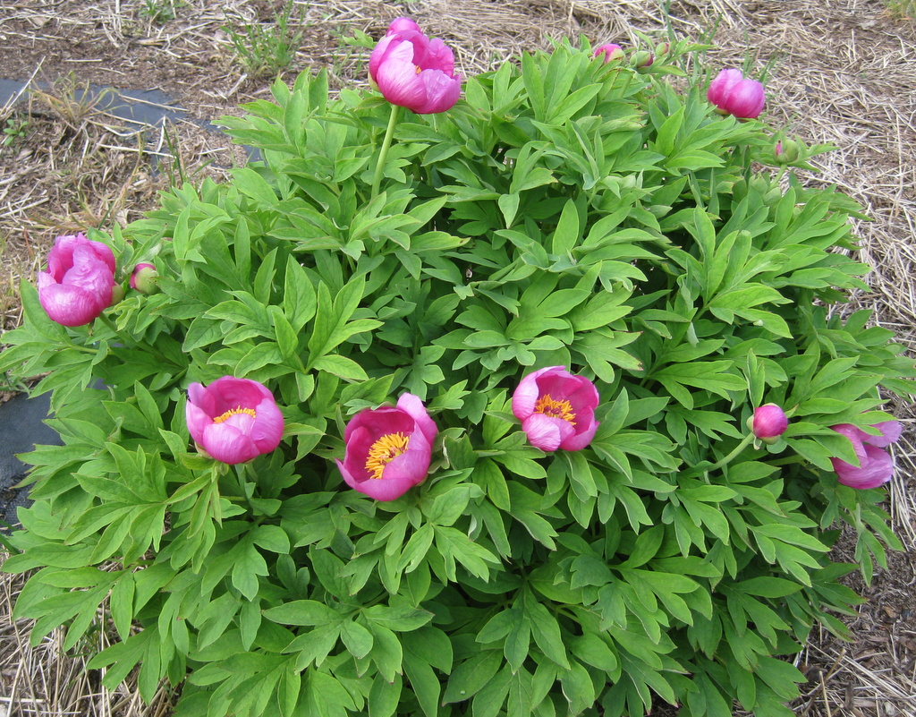 Paeonia officianalis humilis